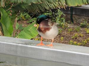 07 Petit Canard